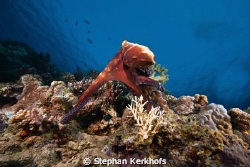 Octopus (octopus cyaneus) posing! by Stephan Kerkhofs 